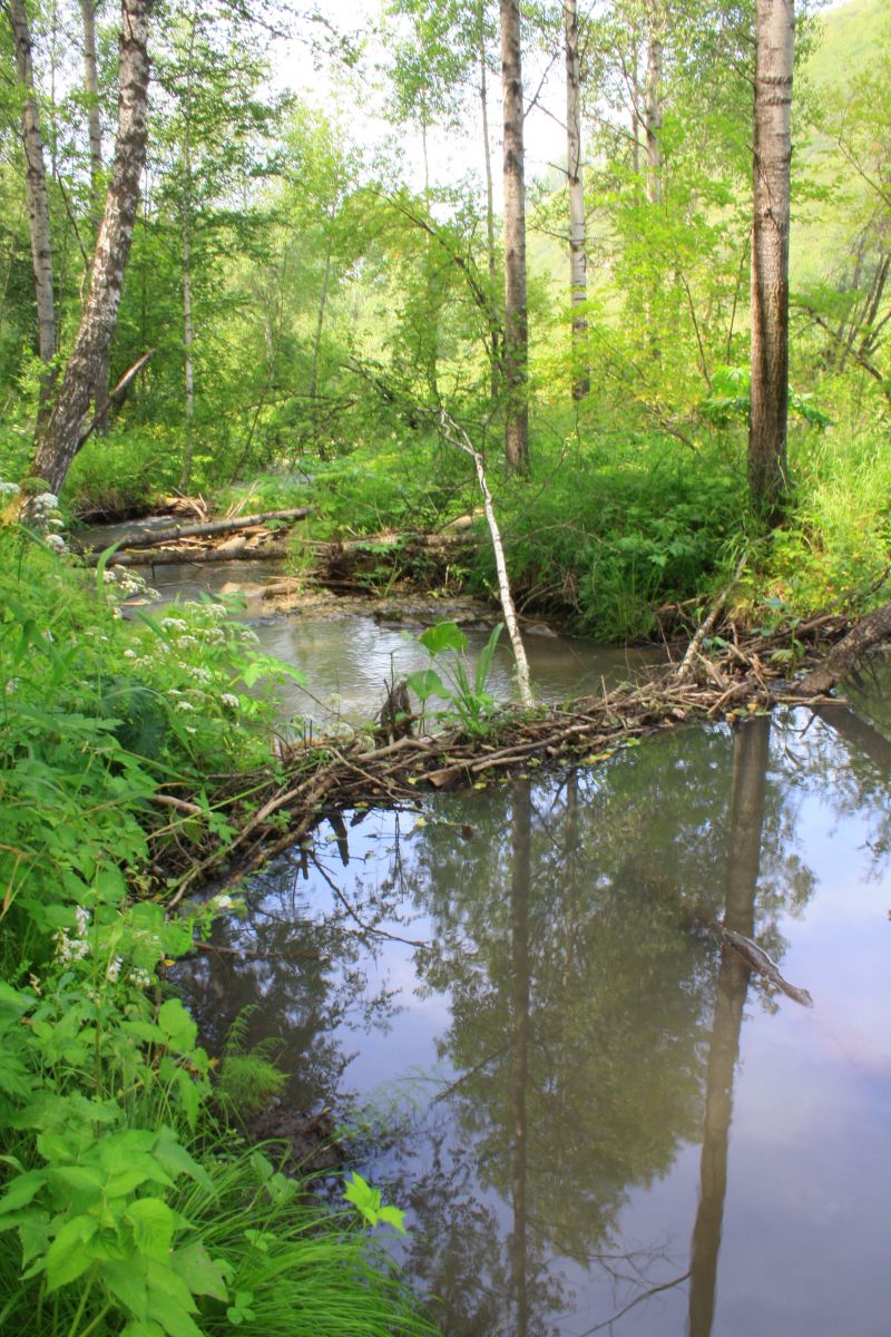 Сожительство хариуса с бобрами