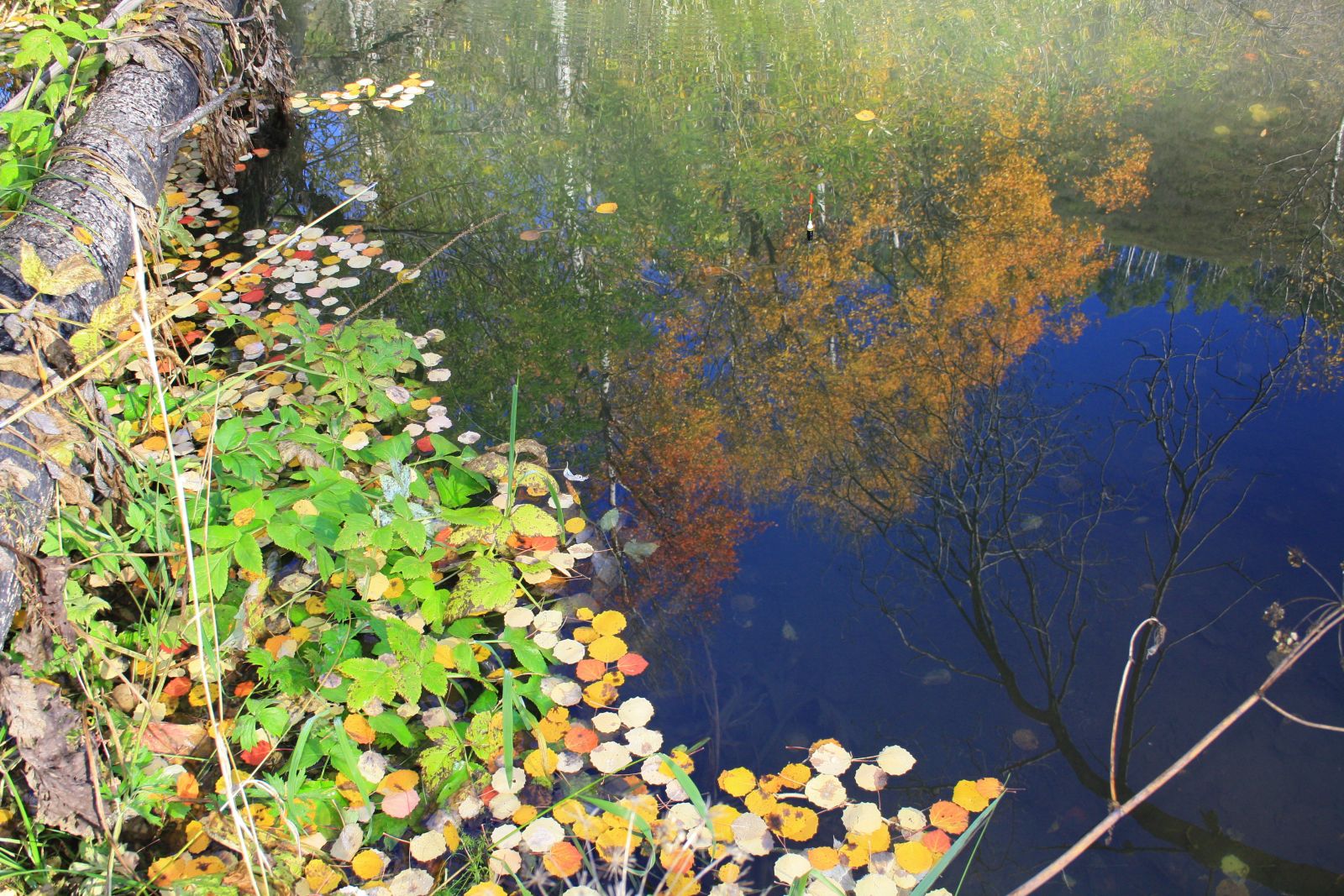 Поплавок в палитре) Поплавок в палитре)