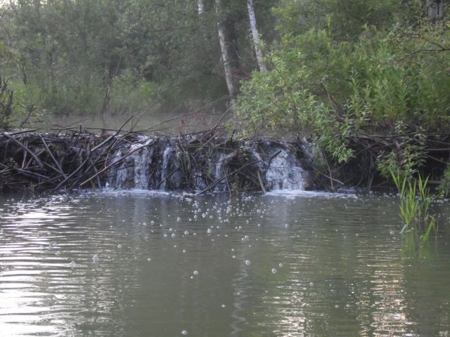 На бобровой плотине На бобровой плотине