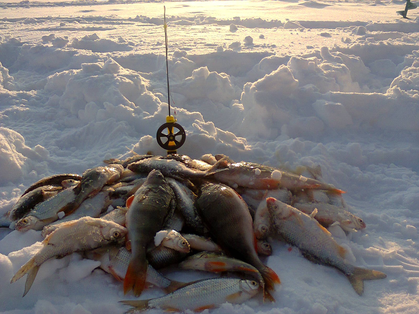 2015 03 14 Шелаболиха 2015 03 14 Шелаболиха