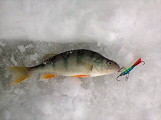 поймал поймал