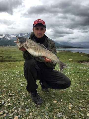 Хариус пойманный в Монголии, вес 2,1 кг