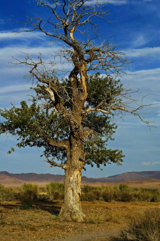 Последнее дерево Монголии)