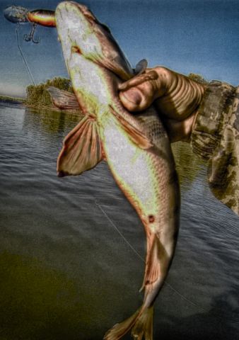 Окунь на крэнк Окунь на крэнк