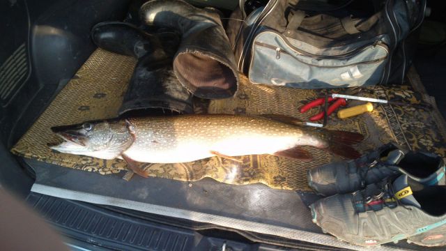 Ребриха Ребриха