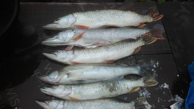 IMG 20170902 094124 IMG 20170902 094124