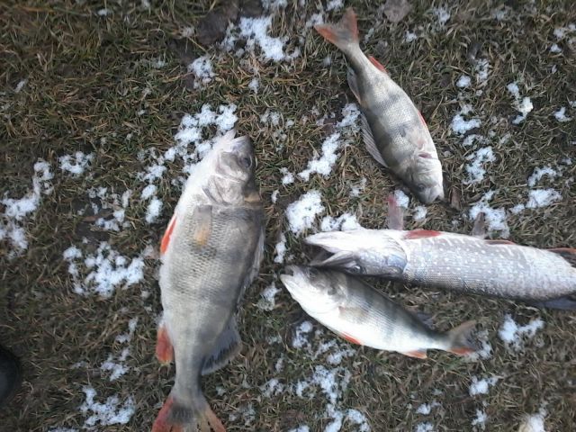 улов в зиме