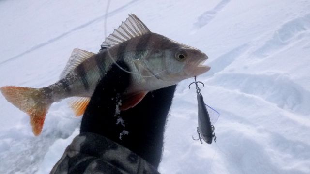 Раттлин зимой - имеет место быть!