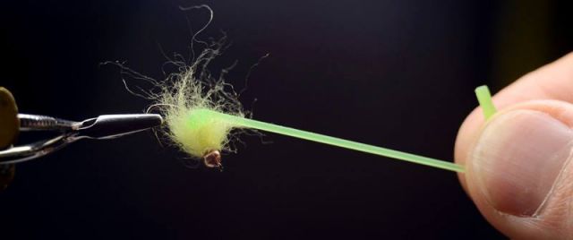 12143149 1488012458193982 9153874082627969401 N 12143149 1488012458193982 9153874082627969401 N