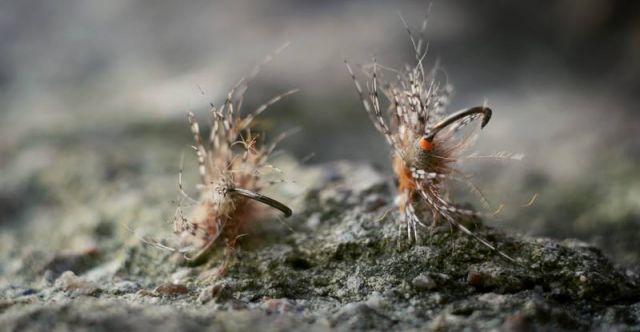 11951225 1461707760824452 8584438349370279514 N 11951225 1461707760824452 8584438349370279514 N