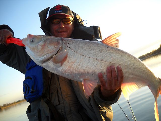 Толстолобик Толстолобик