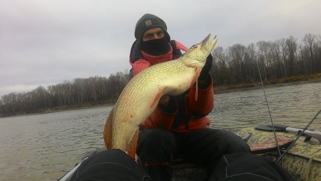 Свинка "Пейпа" Свинка "Пейпа"