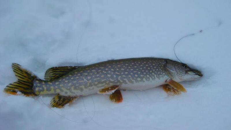 Прикрепленное изображение