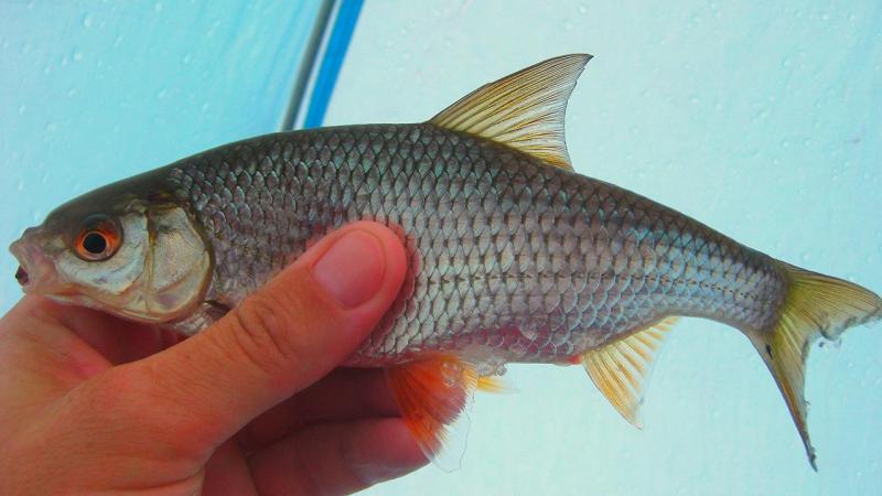 Прикрепленное изображение