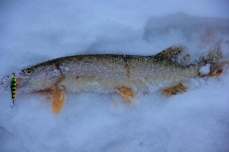 Прикрепленное изображение