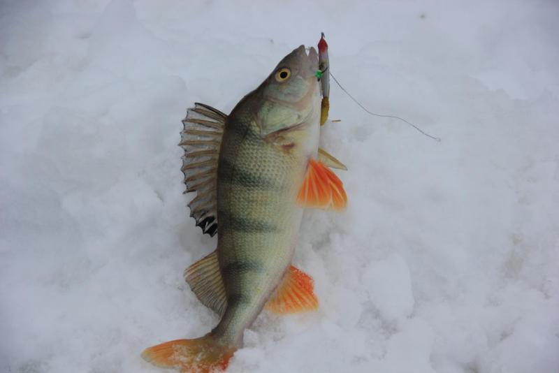 Прикрепленное изображение