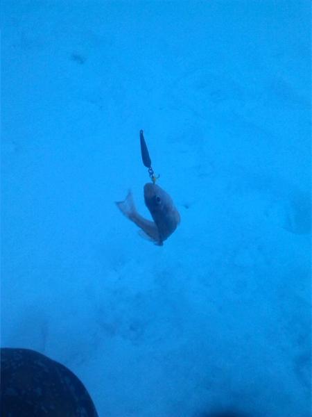 Прикрепленное изображение