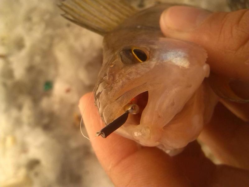 Прикрепленное изображение