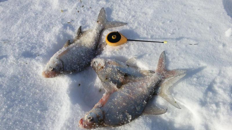 IMG-20190120-WA0011.jpeg