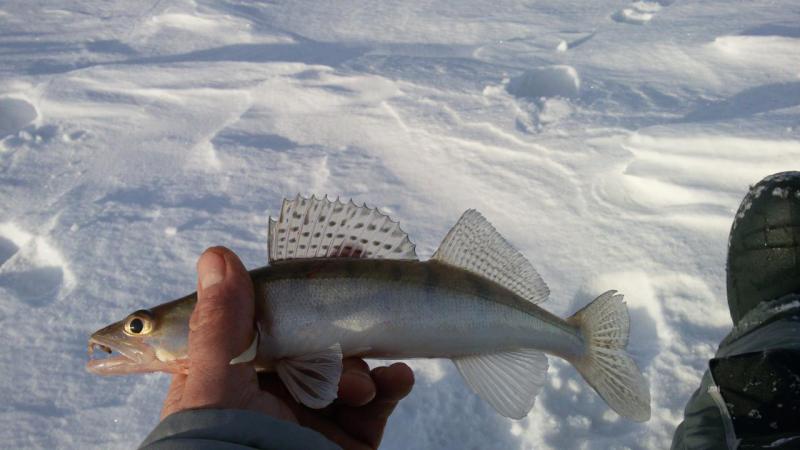 IMG-20190120-WA0004.jpeg