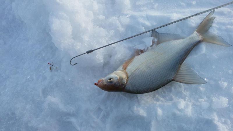 IMG-20190120-WA0000.jpeg
