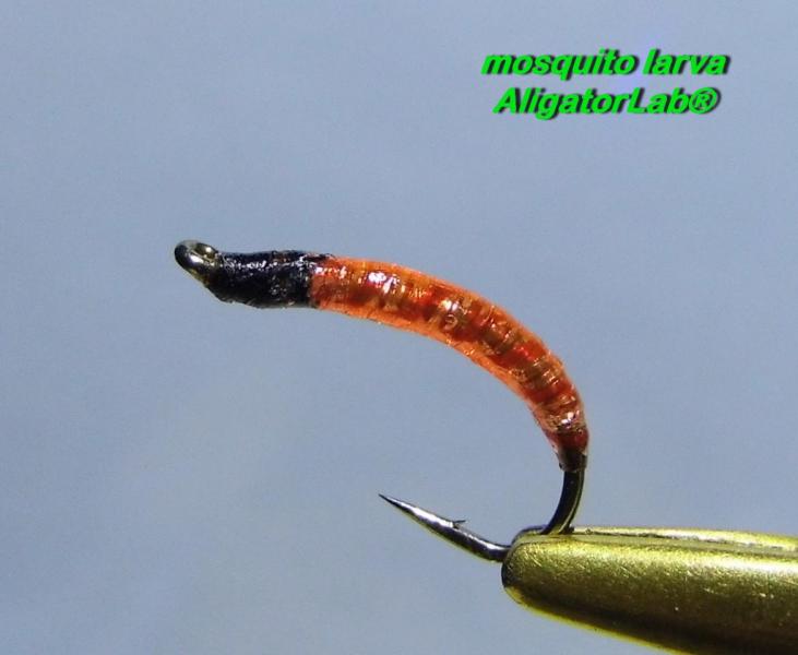 личинка комара.jpg