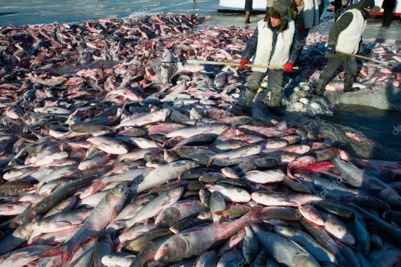 depositphotos_235402506-stock-photo-chinese-fishermen-harvest-winter-fishing.jpg