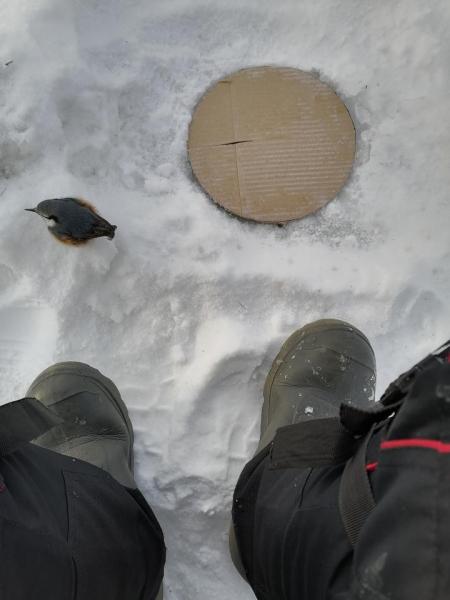 Прикрепленное изображение