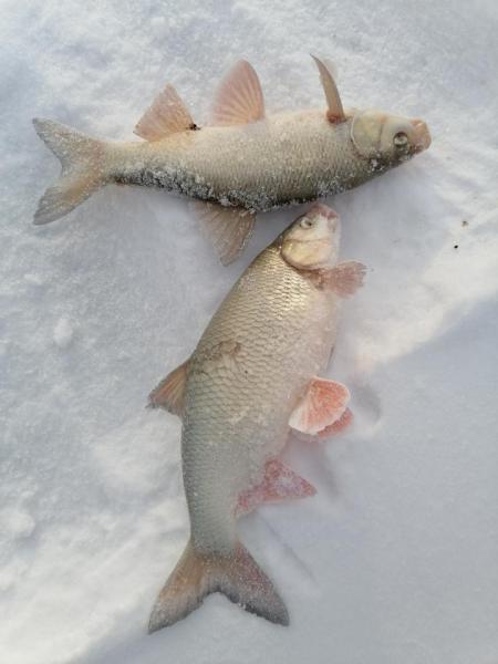 Прикрепленное изображение