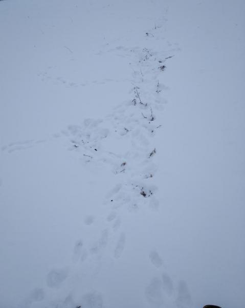 IMG_20210116_102638 (1).jpg