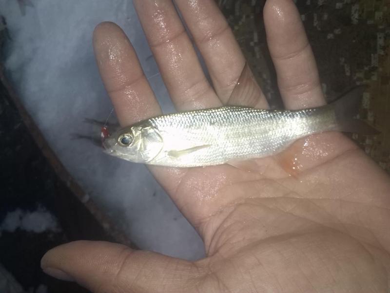 Прикрепленное изображение