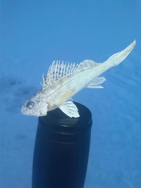 Прикрепленное изображение