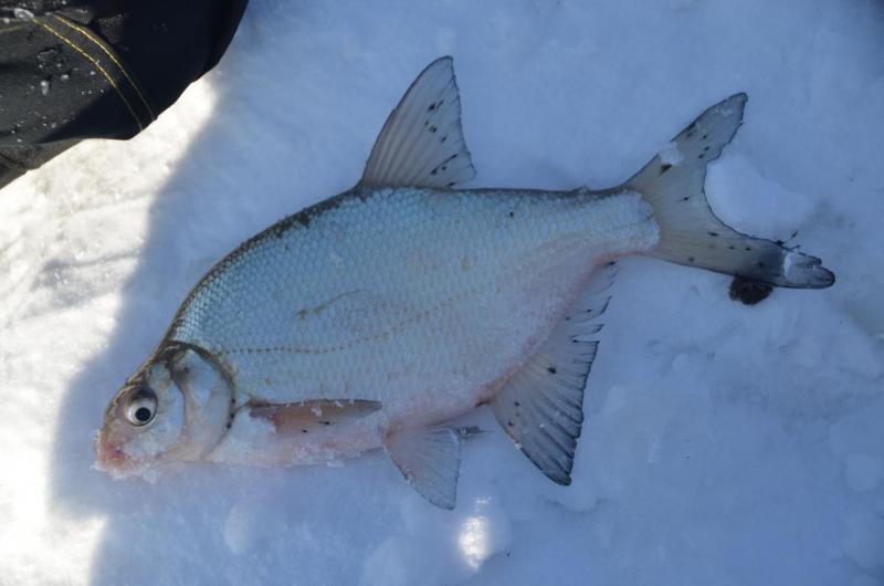 Прикрепленное изображение