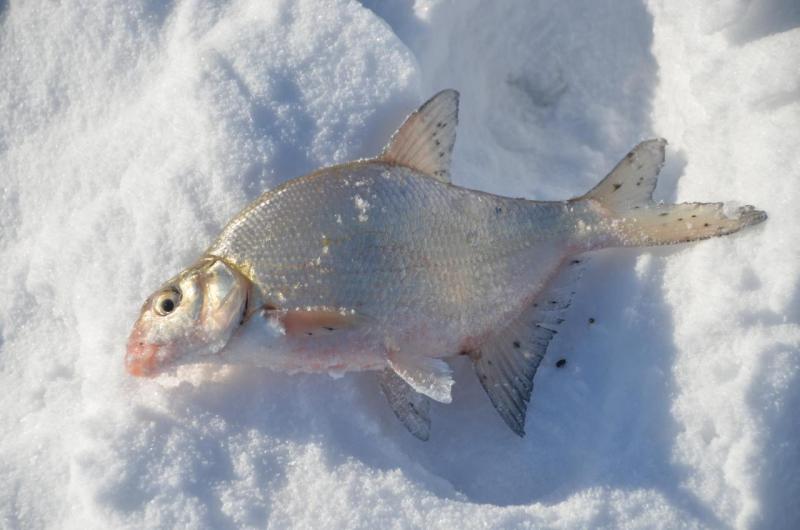 Прикрепленное изображение