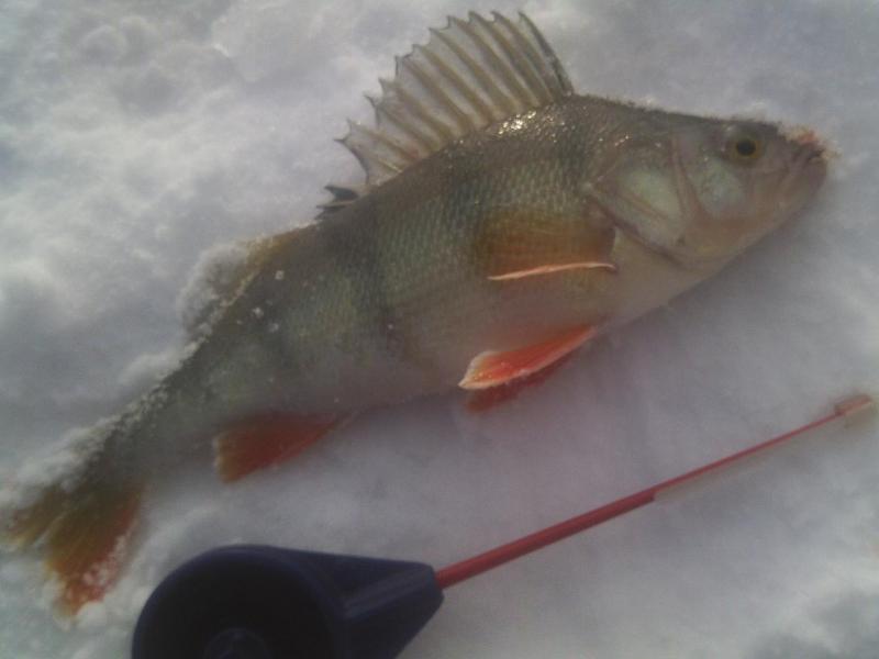 Прикрепленное изображение