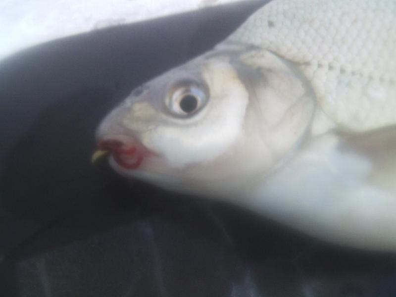 Прикрепленное изображение