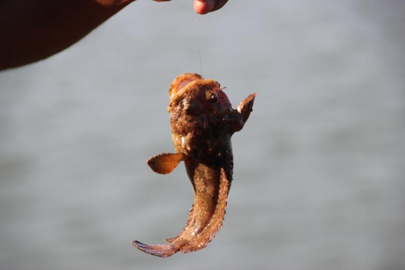 Прикрепленное изображение