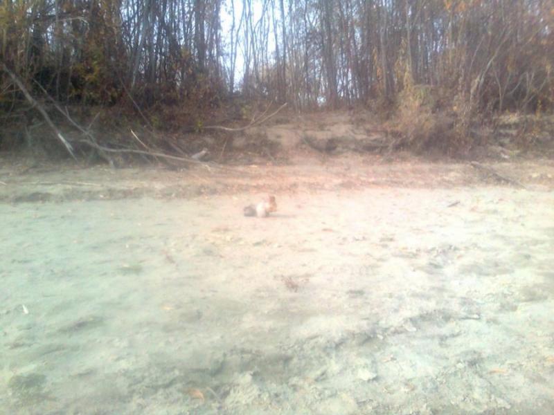 Прикрепленное изображение