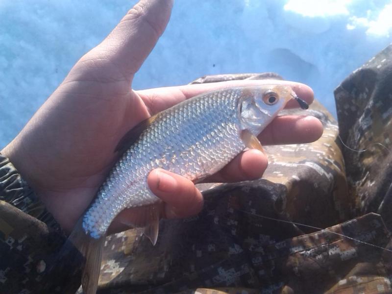 Прикрепленное изображение