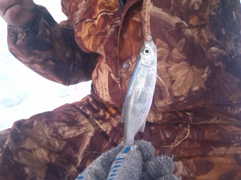 Прикрепленное изображение