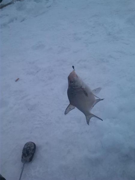 Прикрепленное изображение