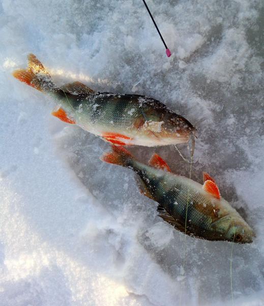 Прикрепленное изображение
