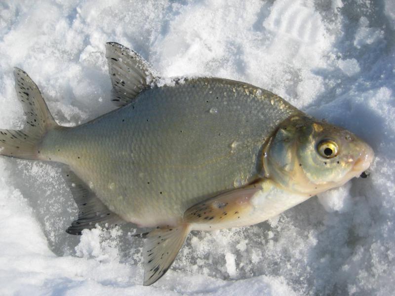 Прикрепленное изображение: IMG_7460.JPG