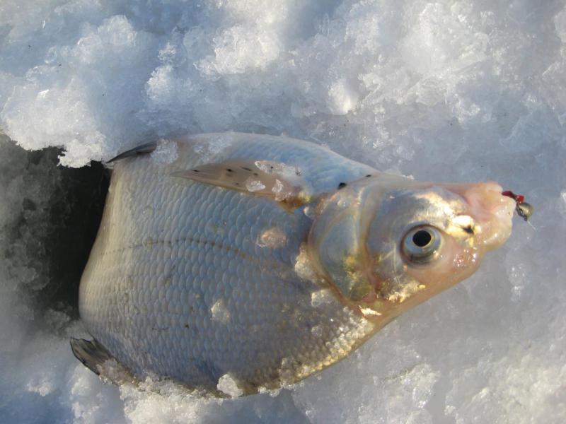 Прикрепленное изображение: IMG_7452.JPG