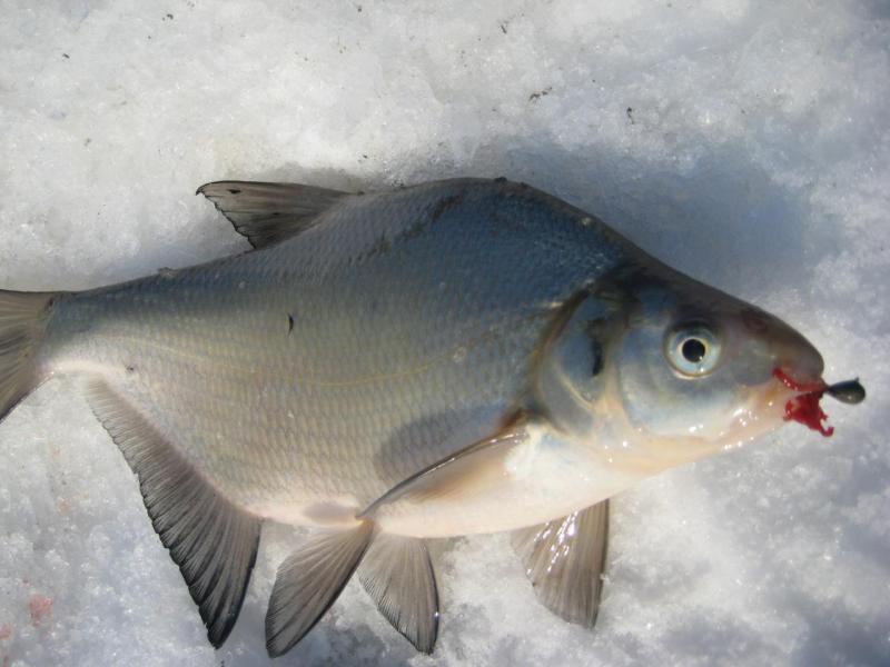 Прикрепленное изображение: IMG_7455.JPG