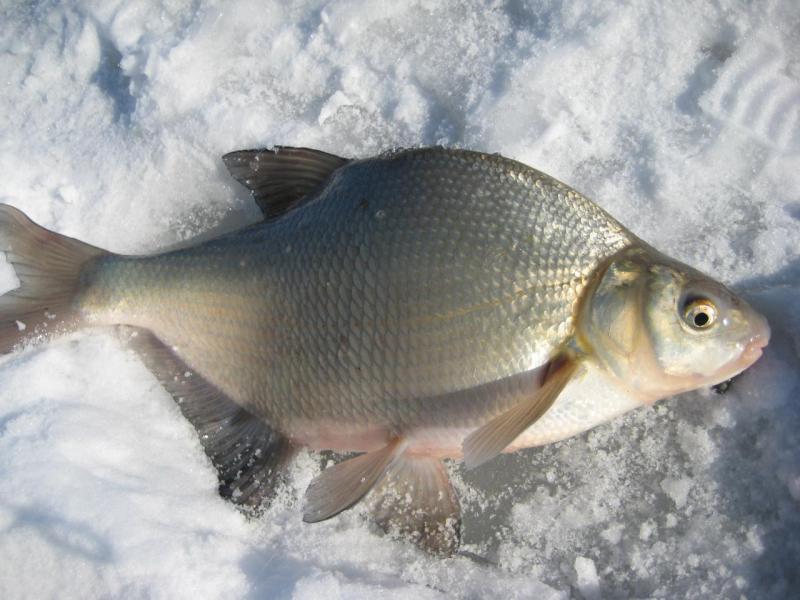 Прикрепленное изображение: IMG_7462.JPG