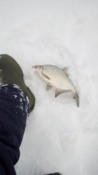 Прикрепленное изображение