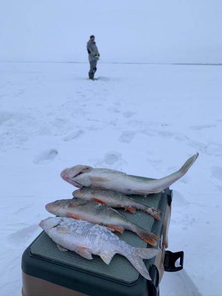 Прикрепленное изображение: IMG_1517.JPEG