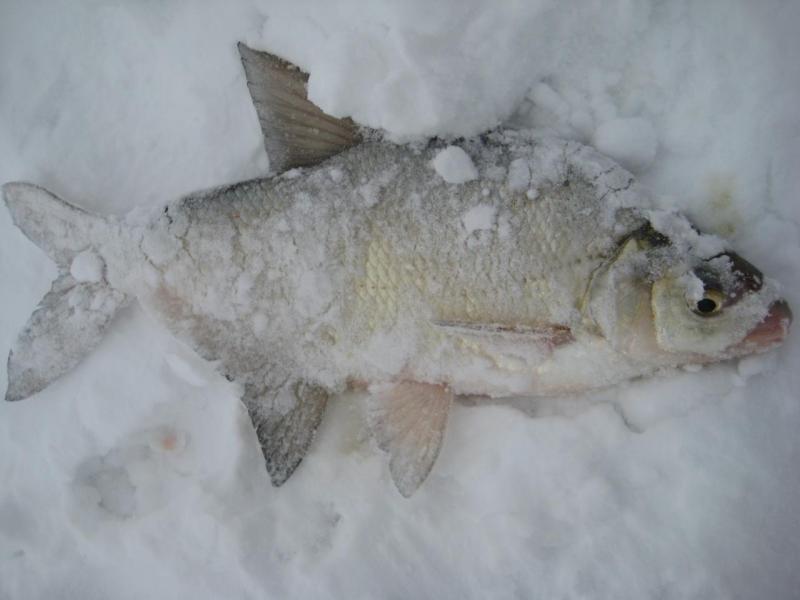 Прикрепленное изображение: IMG_8597.JPG