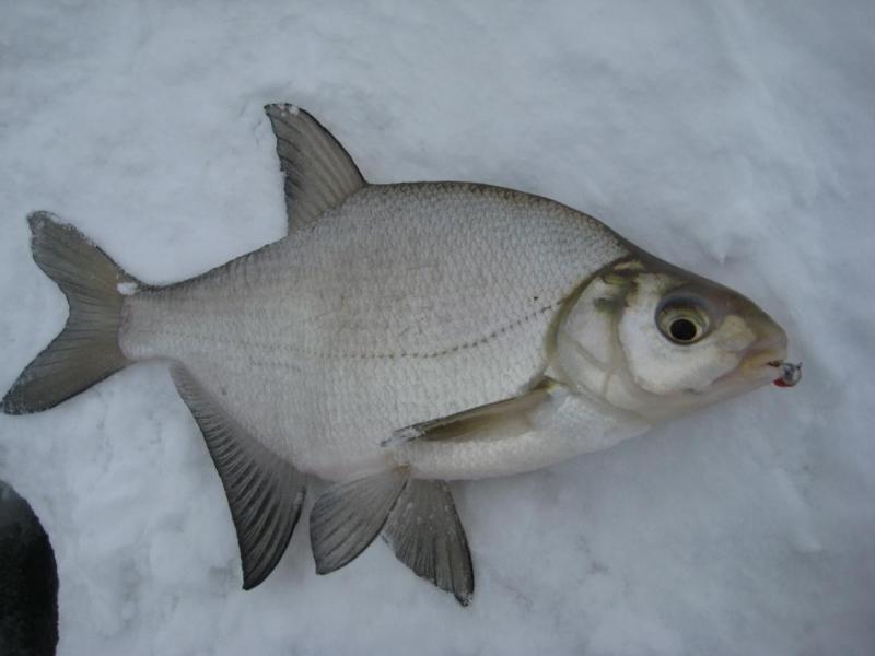 Прикрепленное изображение: IMG_8593.JPG